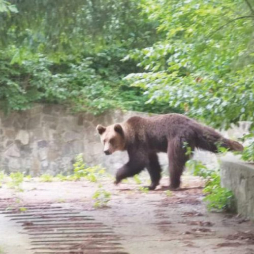 Urșii din intravilan pot fi împușcați imediat pentru protecția oamenilor