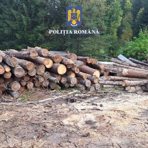 Acțiune a poliției în Bacău pentru combaterea ilegalităților în domeniul materialului lemnos