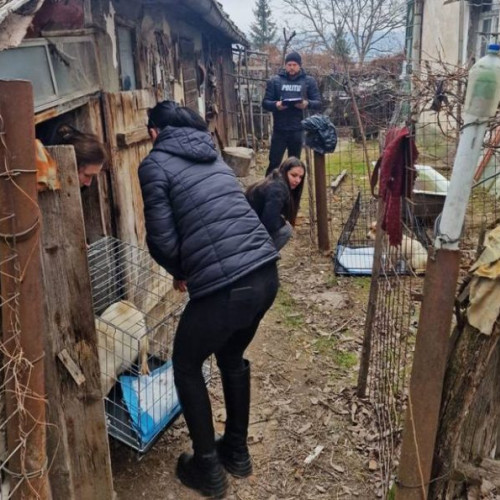 Femeie de 76 de ani, amendată pentru bunăstarea animalelor, în urma unei intervenții a polițiștilor. 16 pisici și câini, găsiți în condiții deplorabile în Suceava. Cele 16 animale au fost plasate în adăpost timp de 45 de zile.