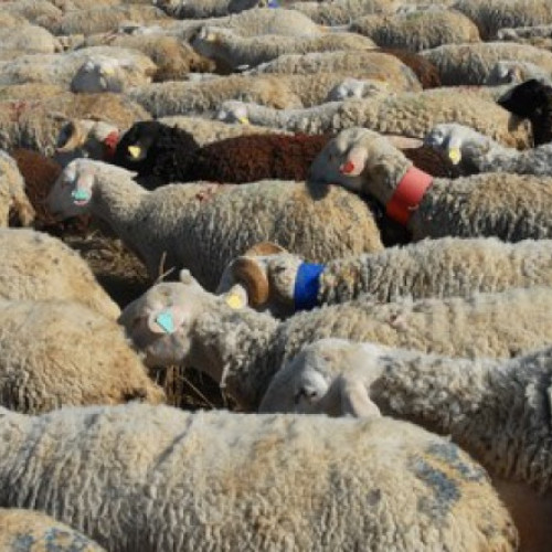 Bărbat reținut pentru distrugerea unei culturi de floarea-soarelui în Alba Iulia