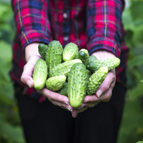 Legumele românești din Matca sunt exportate, în timp ce piețele locale se aprovizionează din import