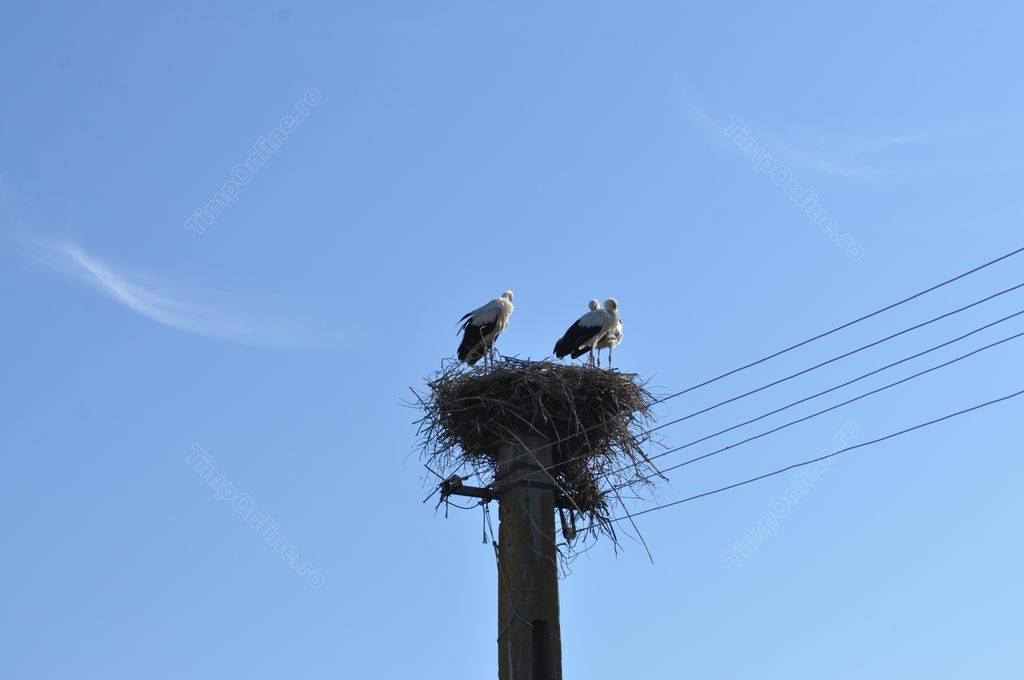 Recensământul berzelor albe din Bistrița-Năsăud a evidențiat adaptarea speciei