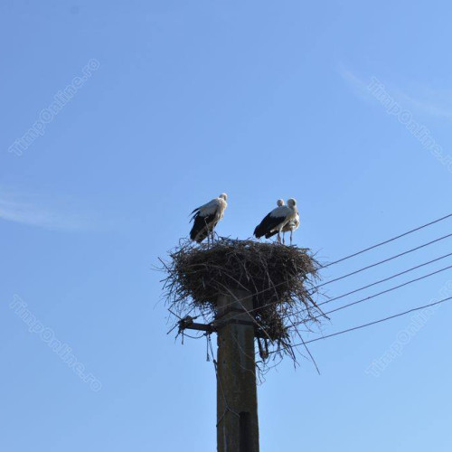 Recensământul berzelor albe din Bistrița-Năsăud a evidențiat adaptarea speciei