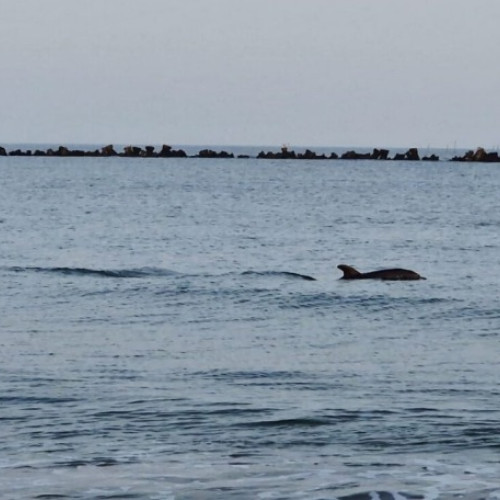 Doi delfini au înotat aproape de țărm în stațiunea Mamaia