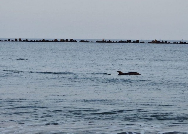 Doi delfini au înotat aproape de țărm în stațiunea Mamaia