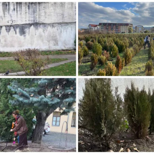 Un zid din centrul Clujului a fost înfrumusețat cu o grădină vie