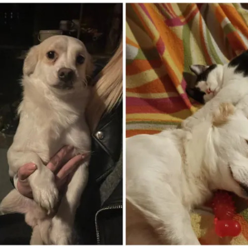 Max, cățelul maltratat, caută o familie iubitoare după un an de suferință