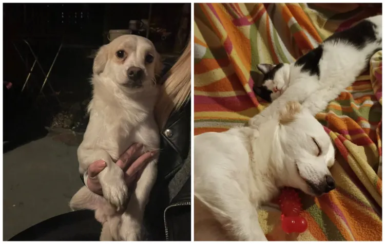 Max, cățelul maltratat, caută o familie iubitoare după un an de suferință