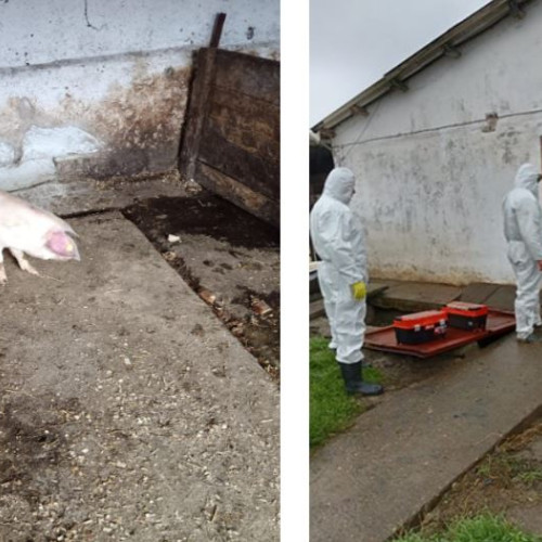 DSVSA Constanța anunță măsuri dure pentru combaterea pestei porcine africane