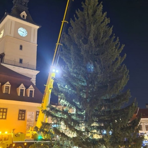Cel mai înalt brad natural de Crăciun din România ajunge în Piața Sfatului din Brașov