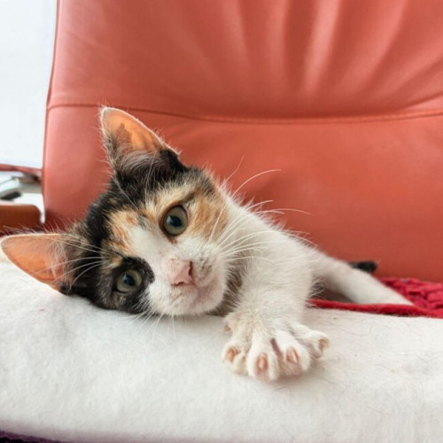 Milagros, pisicuța de trei luni, caută o familie iubitoare în Ilfov