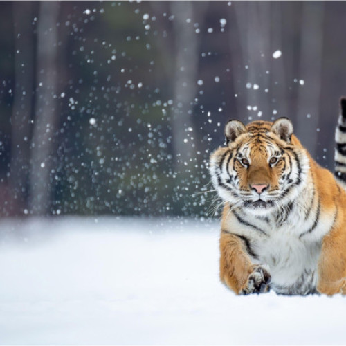 Tigrii siberieni ies mai des din păduri din cauza lipsei hranei și provoacă atacuri asupra oamenilor