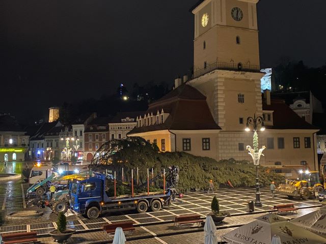 Brașovul primește cel mai înalt brad natural de Crăciun din România