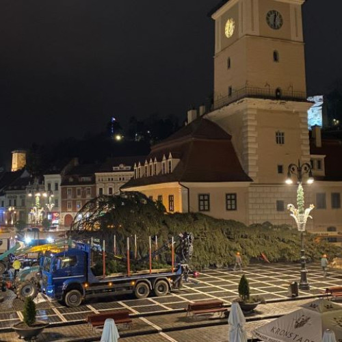 Brașovul primește cel mai înalt brad natural de Crăciun din România