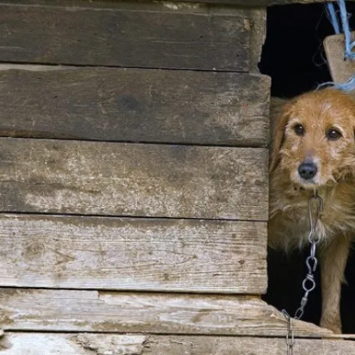 Cățelușă legată și neglijată, găsită în curtea unei case din Iclozel