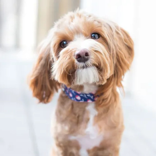 Campanie gratuită de sterilizare pentru câini în Dej și localitățile din apropiere