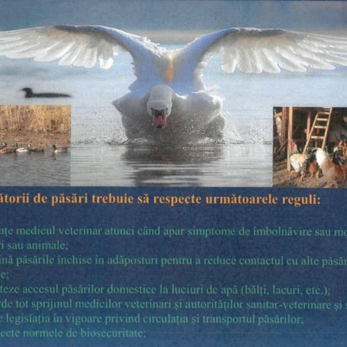 Un nou val de gripă aviară H5N1 afectează Europa și România