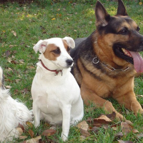 Primăria Râșnov începe recensământul câinilor cu stăpân din 12 noiembrie