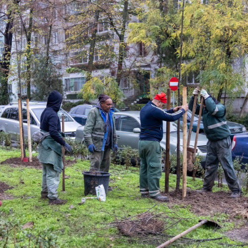 Primăria Galați demarează o campanie de toamnă cu peste 1.200 de copaci plantați