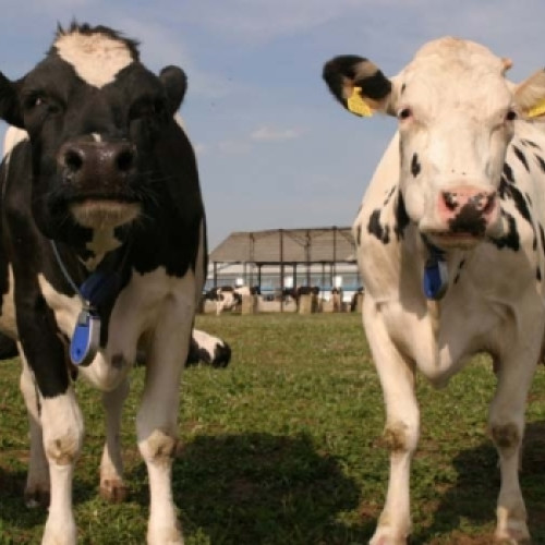 Redeschiderea târgului de animale din Ocna Șugatag pe 13 noiembrie