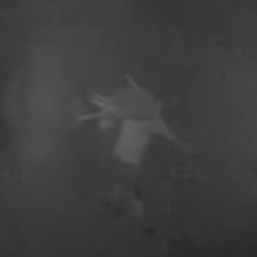 Trei români arestați în Spania pentru că au furat 77 de oi de la o stână