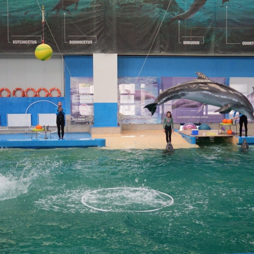 Evenimente speciale la Delfinariu și Microrezervația din Constanța în acest weekend