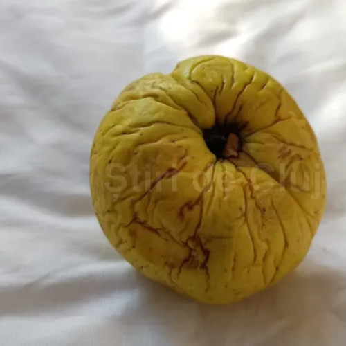 Părinții din Florești cer verificarea fructelor stricate oferite școlarilor