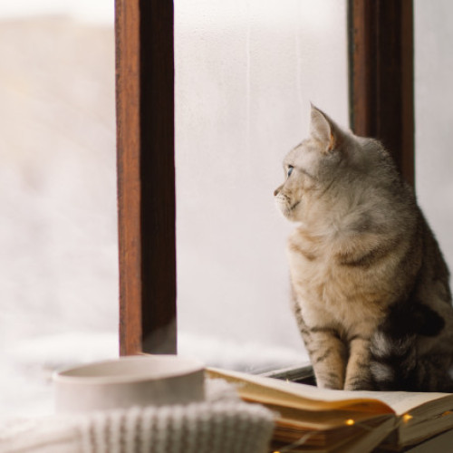 Debutul iernii aduce temperaturi peste medie, dar și episoade de ger și ninsoare