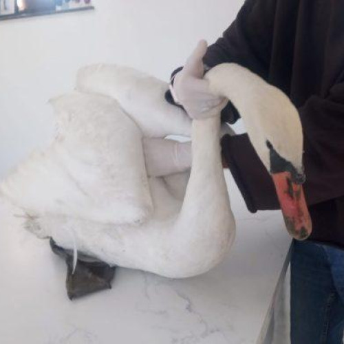 O lebădă rănită în Păltiniș, salvată după ce s-a electrocutat