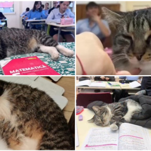 Motanul Mișu, mascota îndrăgită a liceului Mihai Viteazul din Sfântu Gheorghe