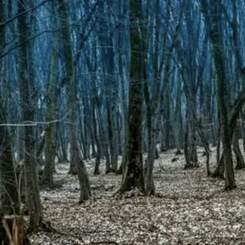 O clujeancă a auzit țipete misterioase lângă pădurea Hoia-Baciu