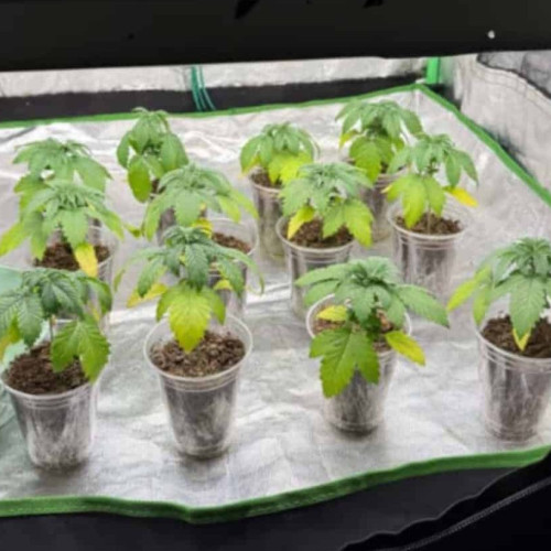 Cinci tineri din Sebeş, arestaţi preventiv pentru trafic de droguri