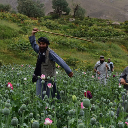 CIA a încercat să reducă opiul din Afganistan prin semințe modificate aruncate din avion