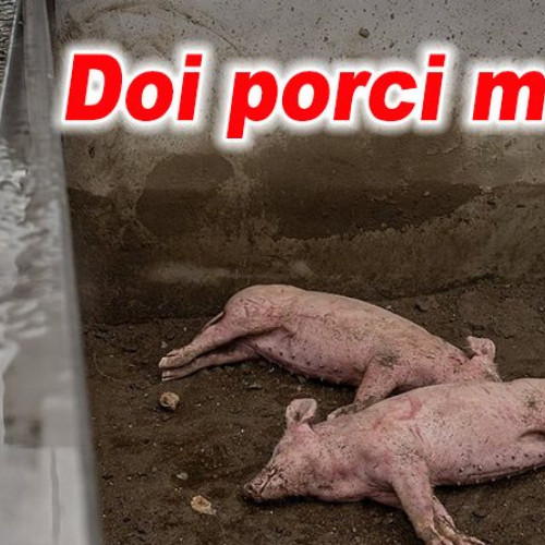 Pesta porcină africană confirmată în județul Buzău, focar în Pogonele