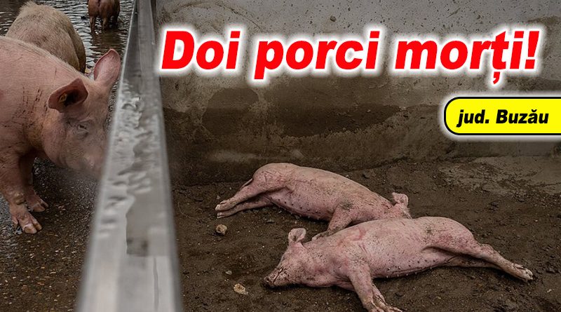 Pesta porcină africană confirmată în județul Buzău, focar în Pogonele
