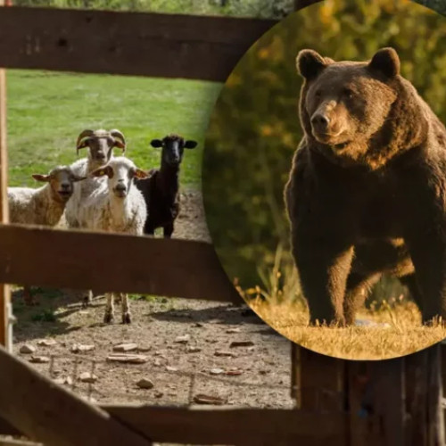 Modificarile legislative permit autorităților din Buzău să intervină mai rapid împotriva urșilor