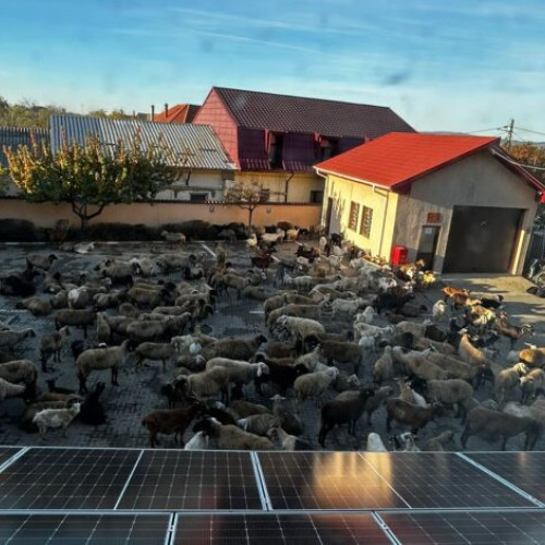 Crescător de animale ocupă curtea Primăriei Mărăcineni pentru dreptul la concesiune