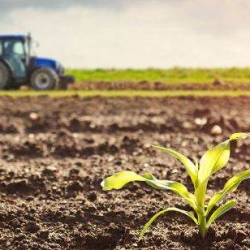 Județul Buzău domină sezonul agricol 2024–2025 cu recolte record la culturile de toamnă