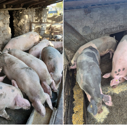 Constănțenii cumpără porci de Crăciun, dar riscă probleme de sănătate