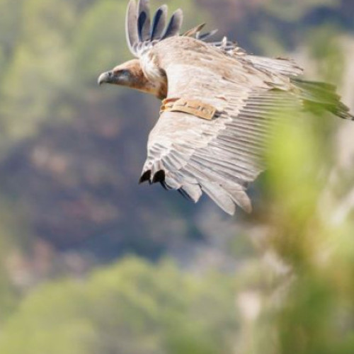 Vulturul sur va fi reintrodus în Munţii Făgăraş după peste 70 de ani