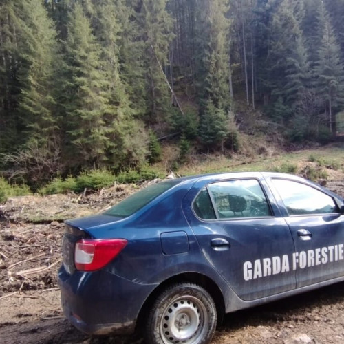 Guvernul reorganizează Garda Forestieră și crește numărul angajaților din teritoriu