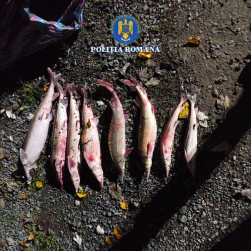 Doi bărbați cercetați pentru pescuit ilegal de sturioni în Galați