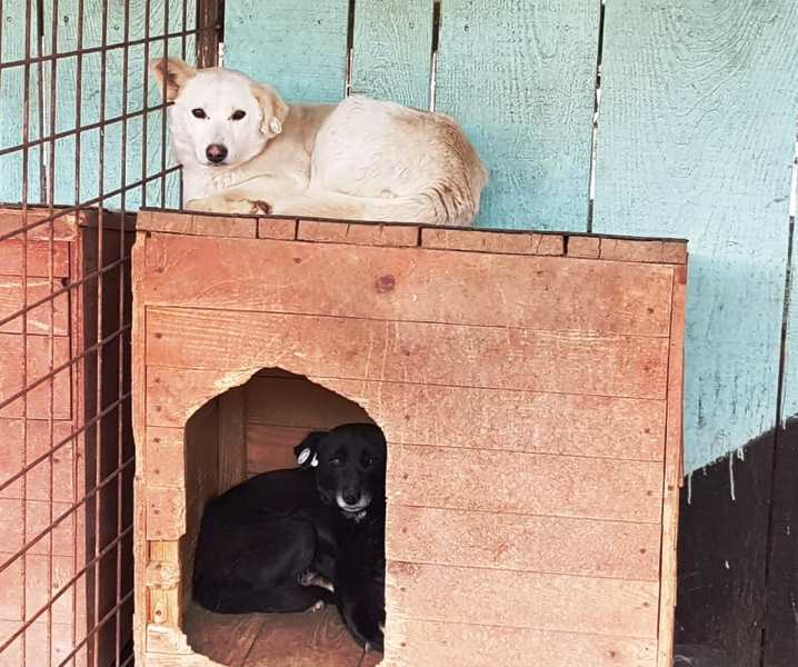 Târg de adopție de câini organizat de Primăria Focșani la adăpostul din Golești