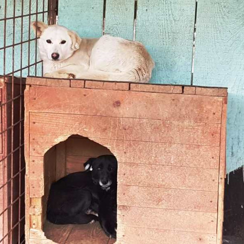 Târg de adopție de câini organizat de Primăria Focșani la adăpostul din Golești