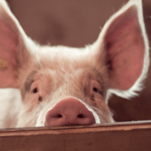 Focar de pestă porcină confirmat în județul Buzău, impuse restricții în zonele afectate