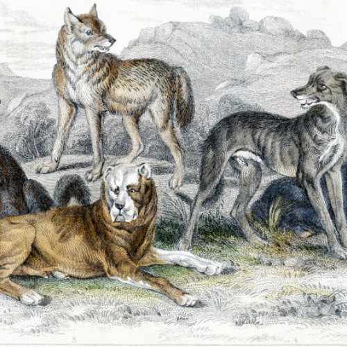 Studii arată că diversitatea rasei canine datează de peste 11.000 de ani