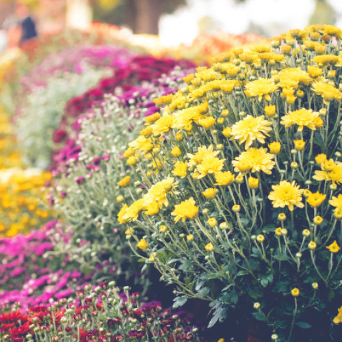 O familie din Satu Mare oferă gratuit sute de ghivece cu flori rămase nevândute