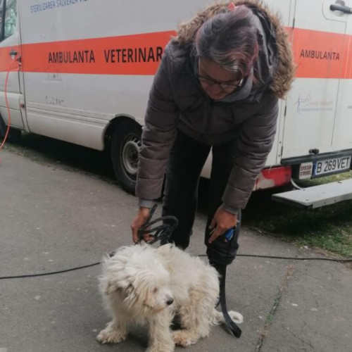 ASPA București impune sterilizarea obligatorie a câinilor de rasă comună