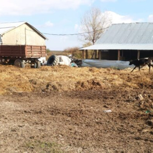 Amendă de 26.000 de lei pentru o fermă zootehnică din Vișani, Brăila