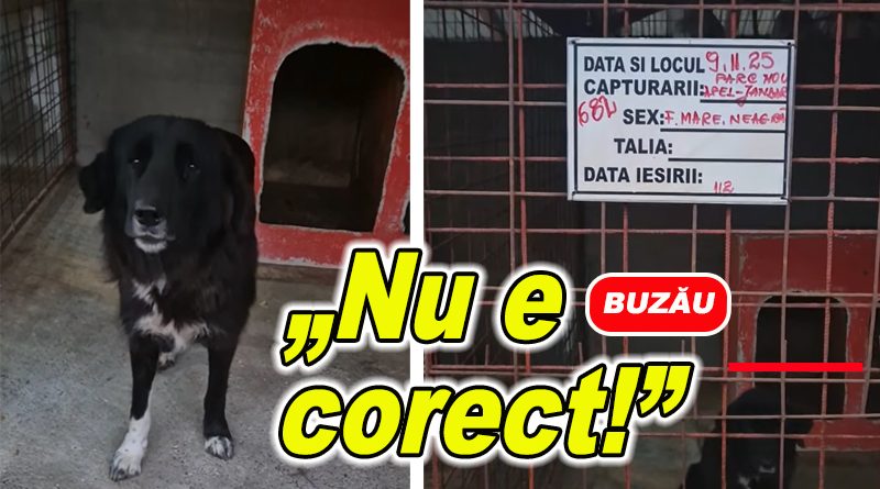 Șeful ecarisajului din Buzău contestă amenda primită pentru intervenția în parc